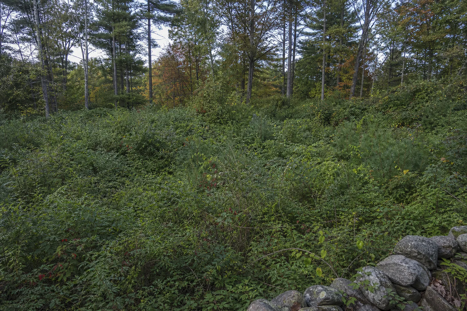 Before: an impenetrable wall of brush covering a New England hillside