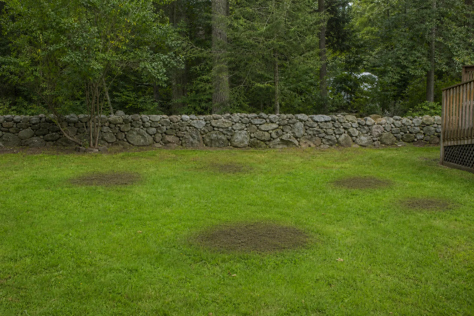 After: same backyard with all stumps ground out and topsoiled