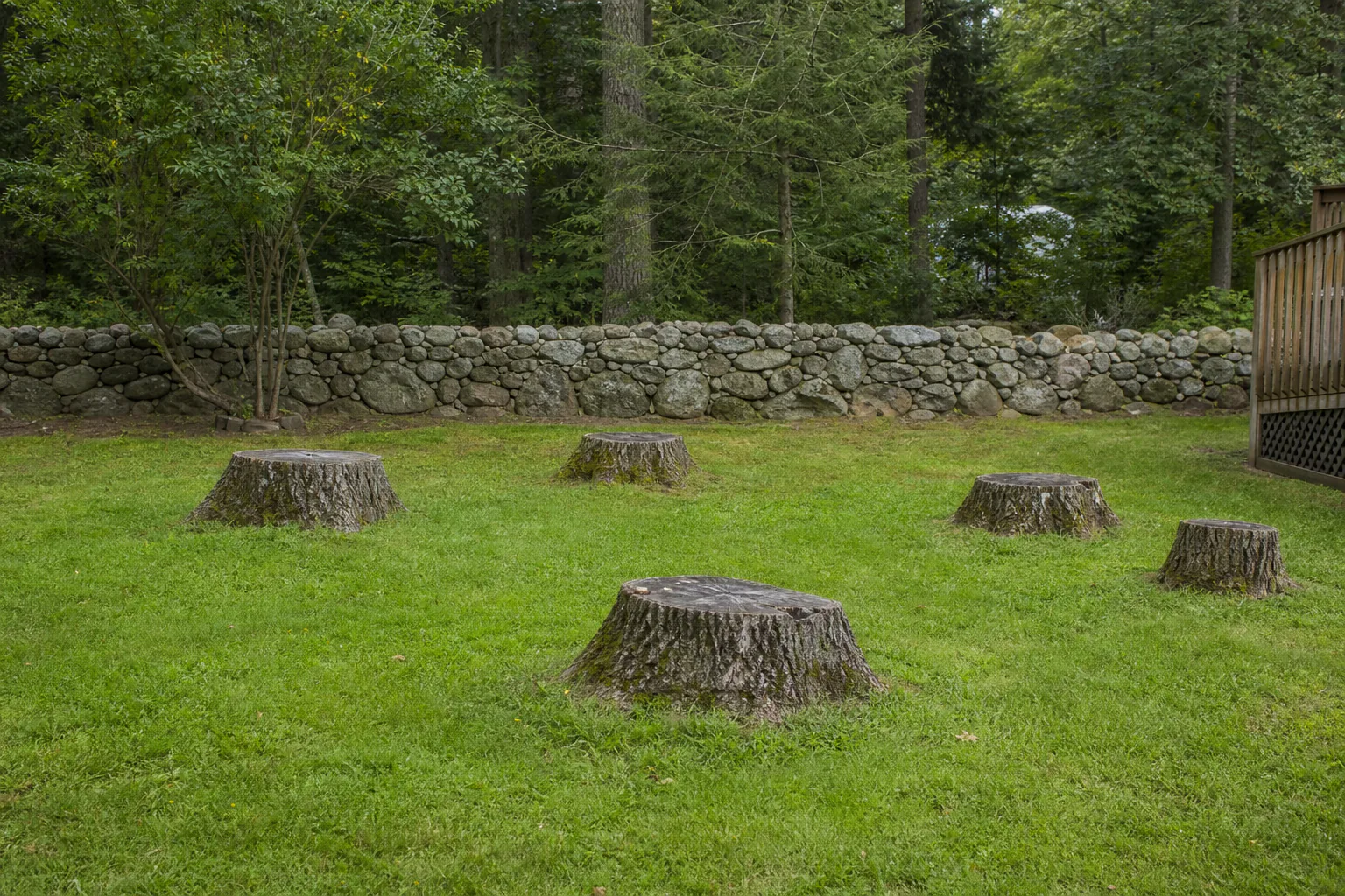 Before: residential backyard with several large hardwood stumps